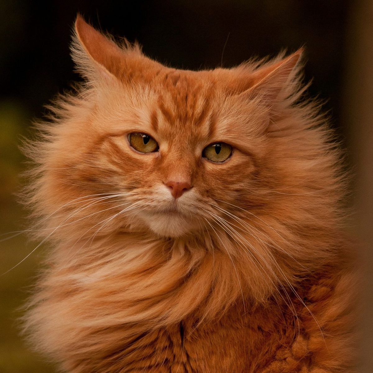 Фото из открытого источника. Спасибо автору.