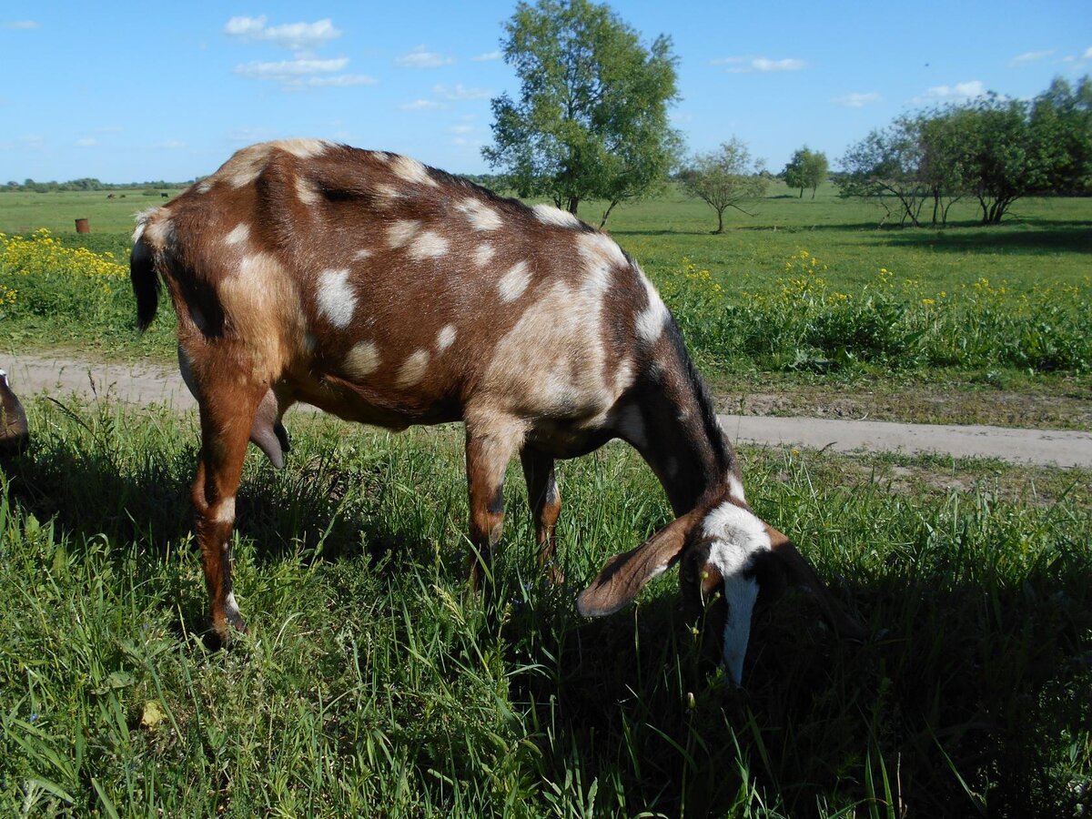 Четвёртая Грессия.