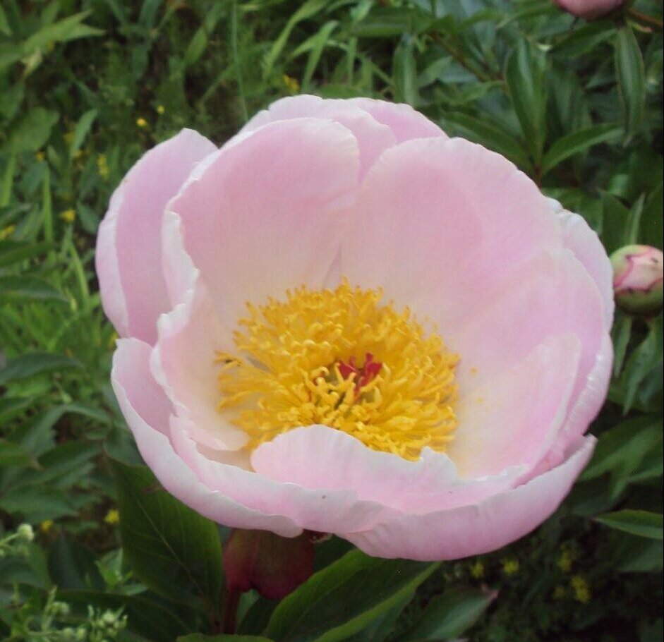 Катюша Дуброва ( Дубров В.М. , 1995 год )