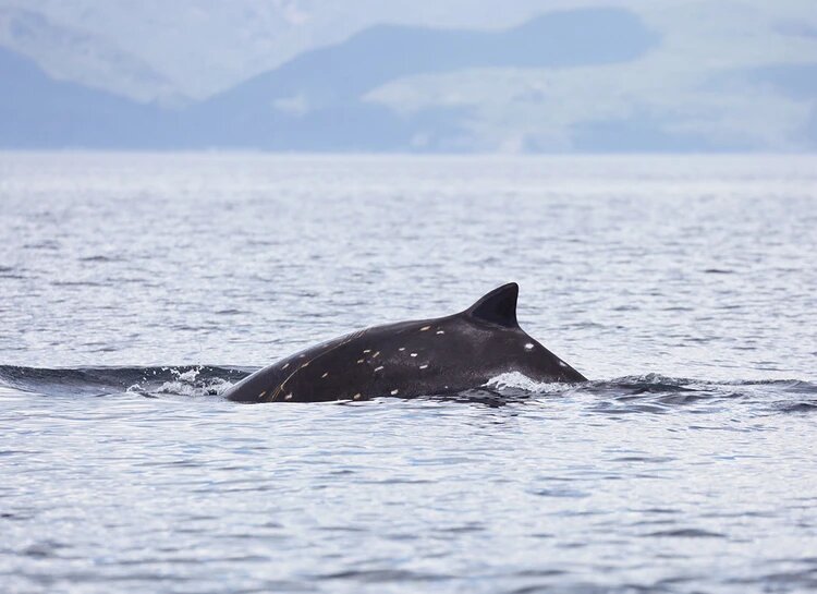 Первыми об удивительных обитателях вод заговорили китобои. Фото: Татьяна Ивкович 
