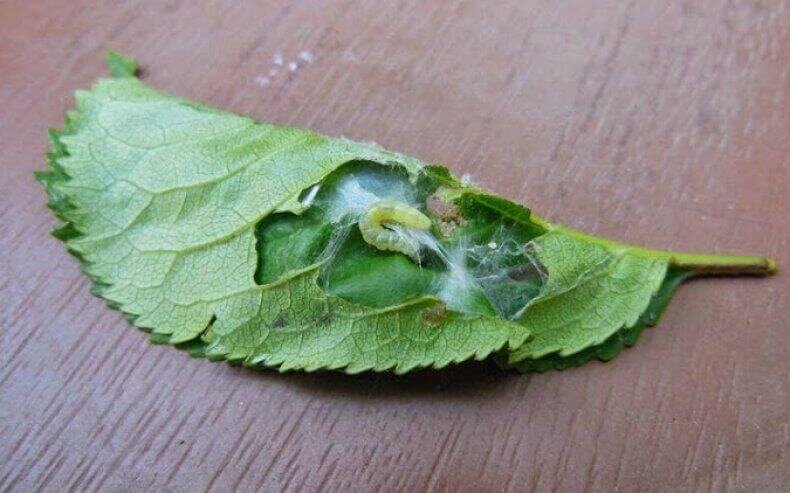 Листовертка на розах. Фото используется с сайта rozocvet.com