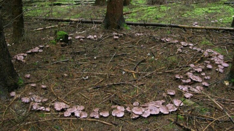 Из открытых источников. Ведьмин круг.