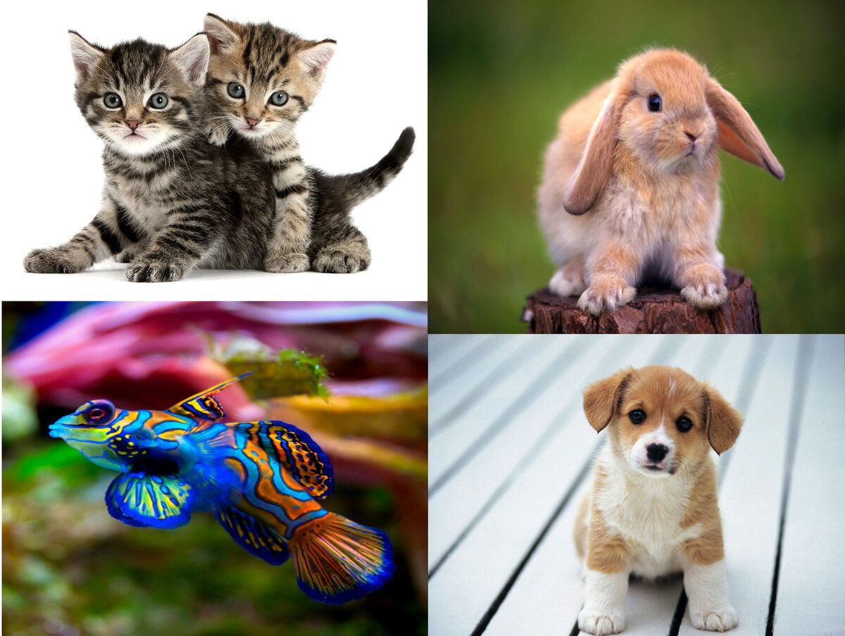 Домашние питомцы