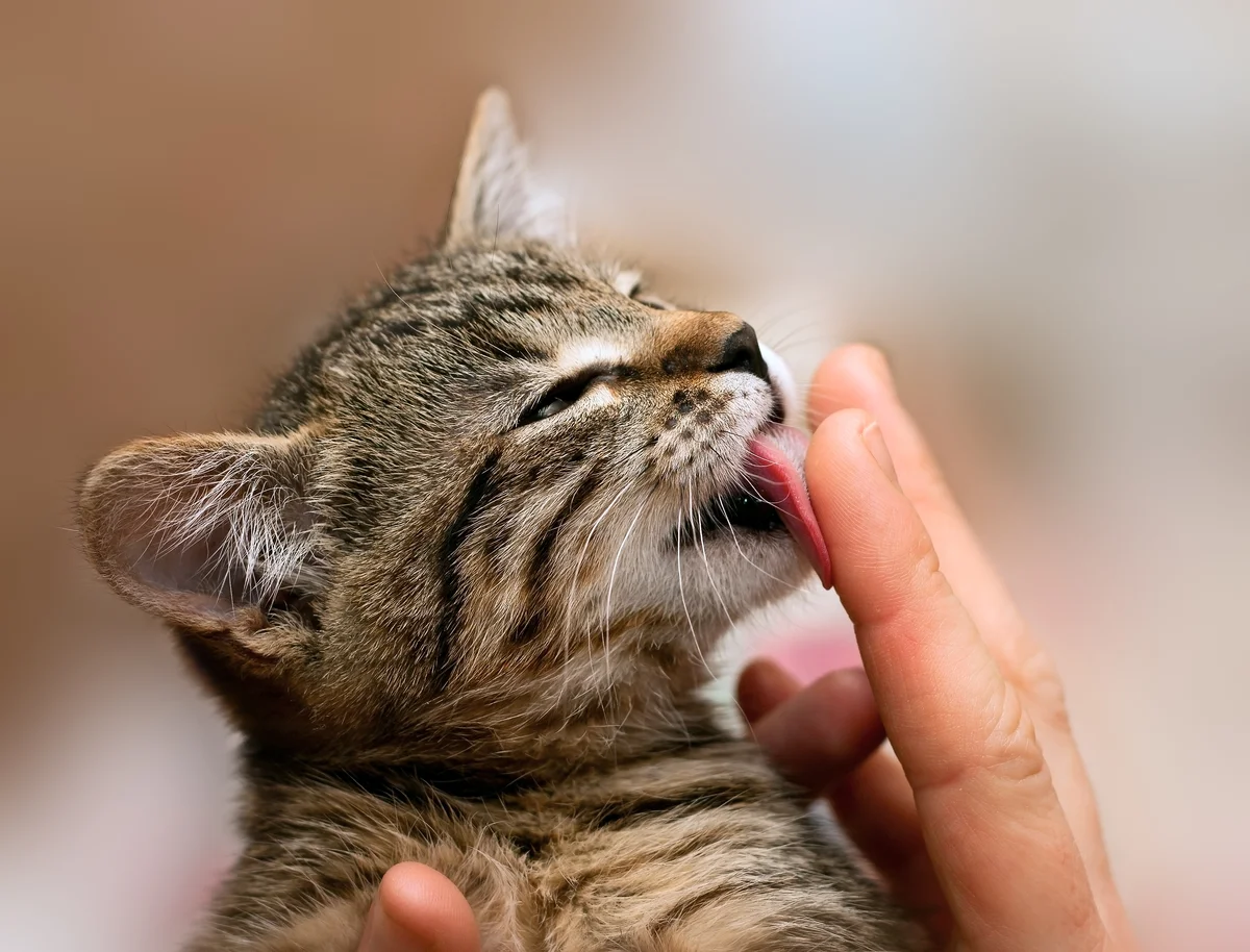 Лизни руку. Кот облизывает. Кот лижет. Котенок облизывается. Котик вылизывается.