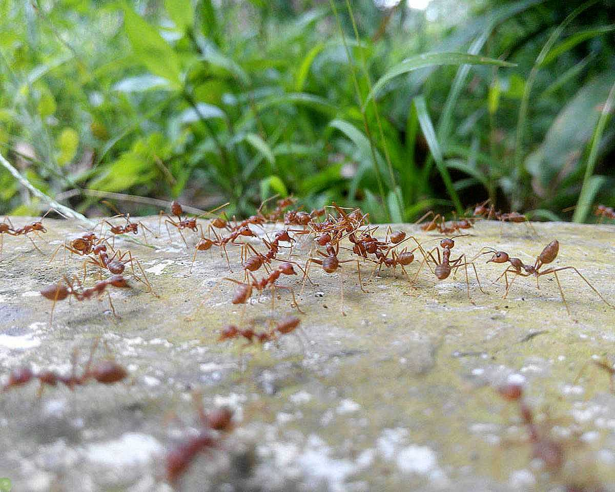 Фараоновы муравьи Муравейник