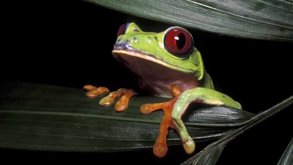 Жаба в аквариуме. Кролик и лягушка. Emerald-eyed Tree Frog. Расстояние между лягушками. Лягушки в аквариуме с рыбками