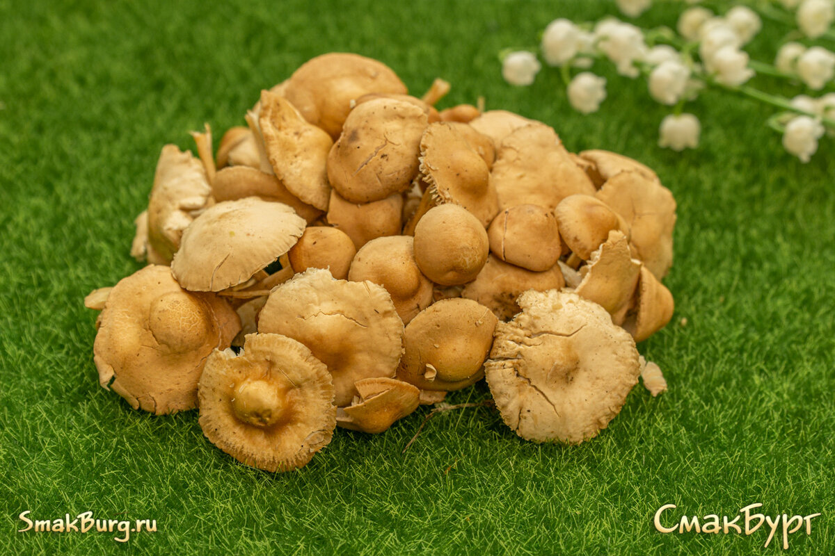 Главный ингредиент нашего аппетитного второго блюда