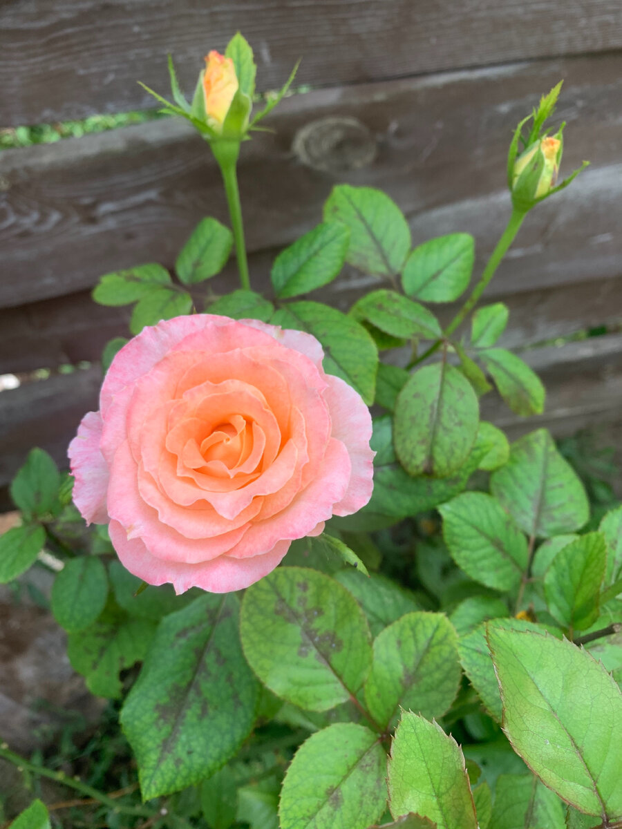 Розочки с Азовского моря 