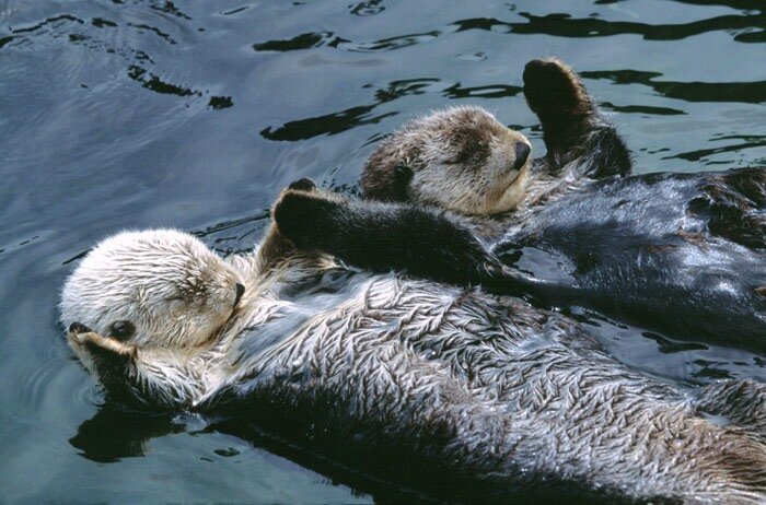Морские выдры во сне держатся за руки 🖤