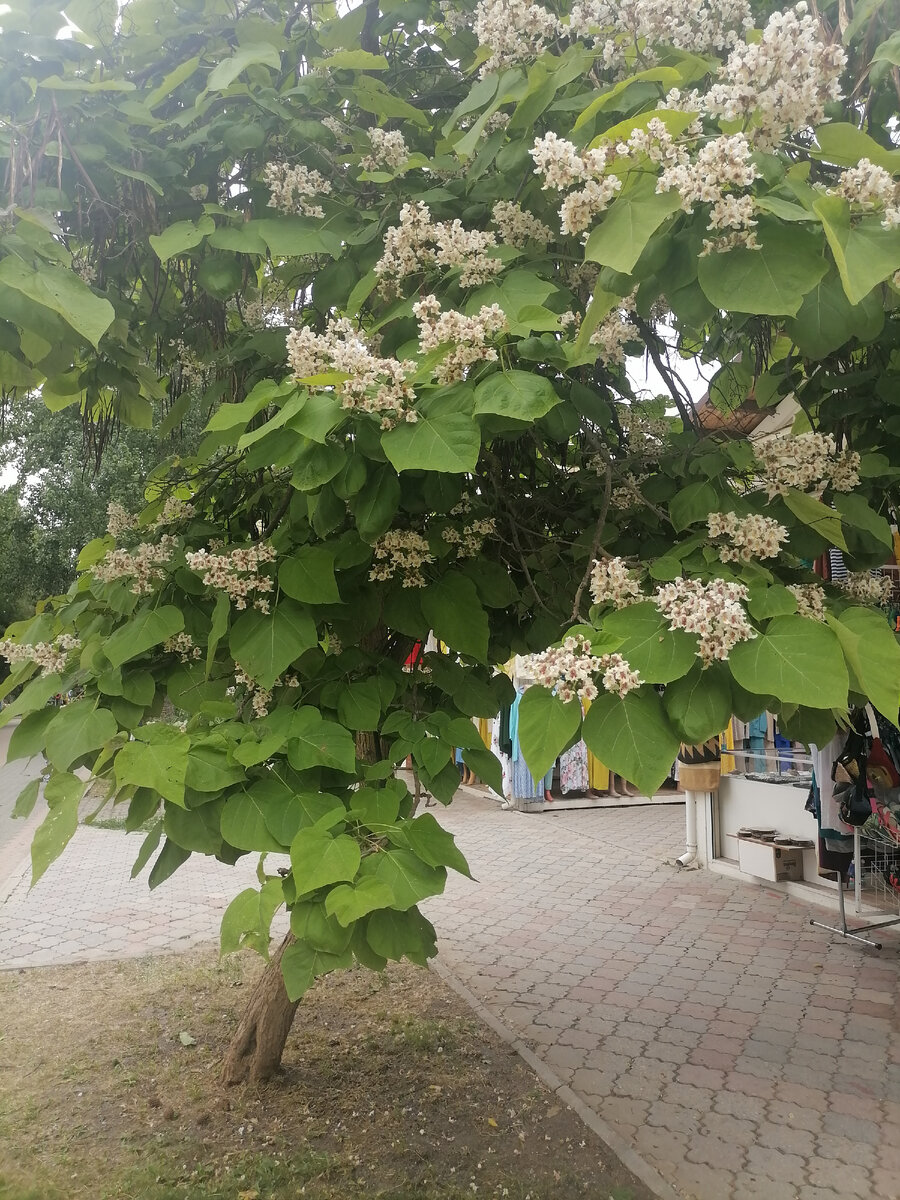 Катальпа. Фото автора

