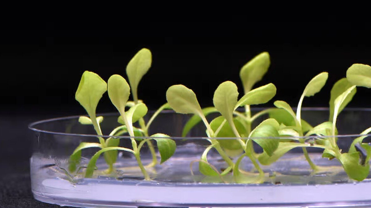 Юные биологи поставили опыт с растением сначала они поместили два растения в темный шкаф