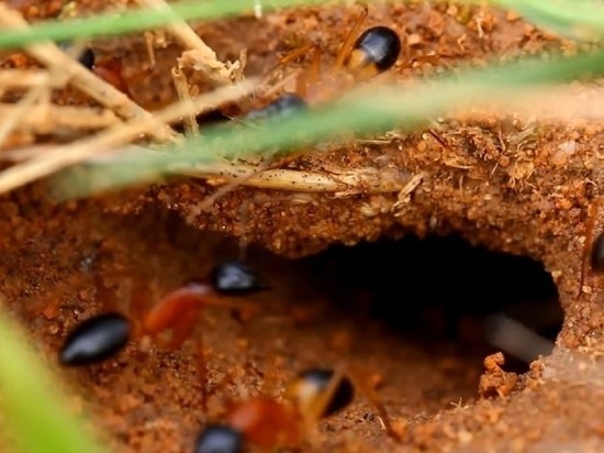     Фото: кадр youtube.com