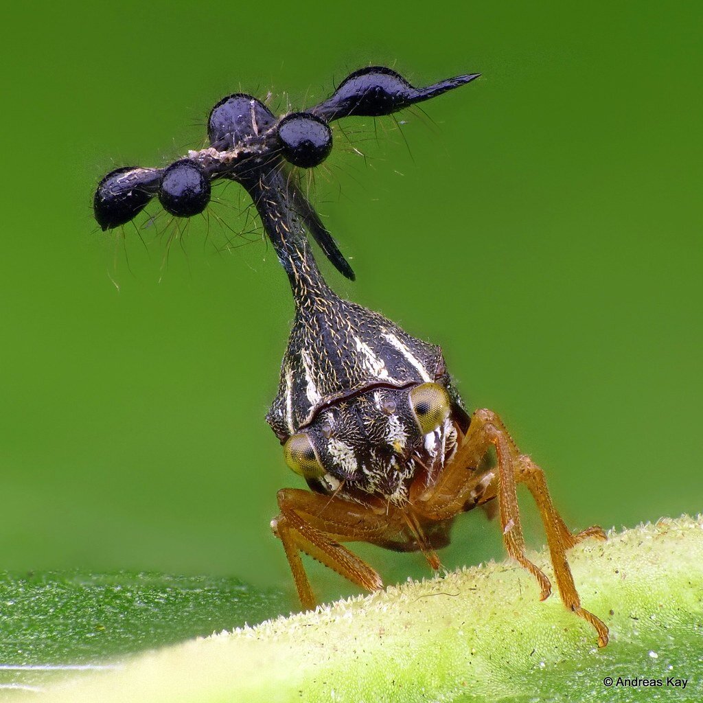 Бразильская горбатка. Бразильская Горбатка (Bocydium globulare). Жук Горбатка бразильская. Горбатка бразильская насекомое. Бразильская Горбатка (Bocydium globulare) размер.