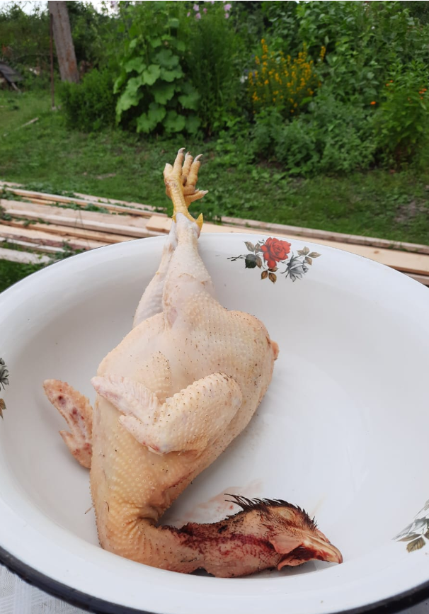 Породный цыплёнок