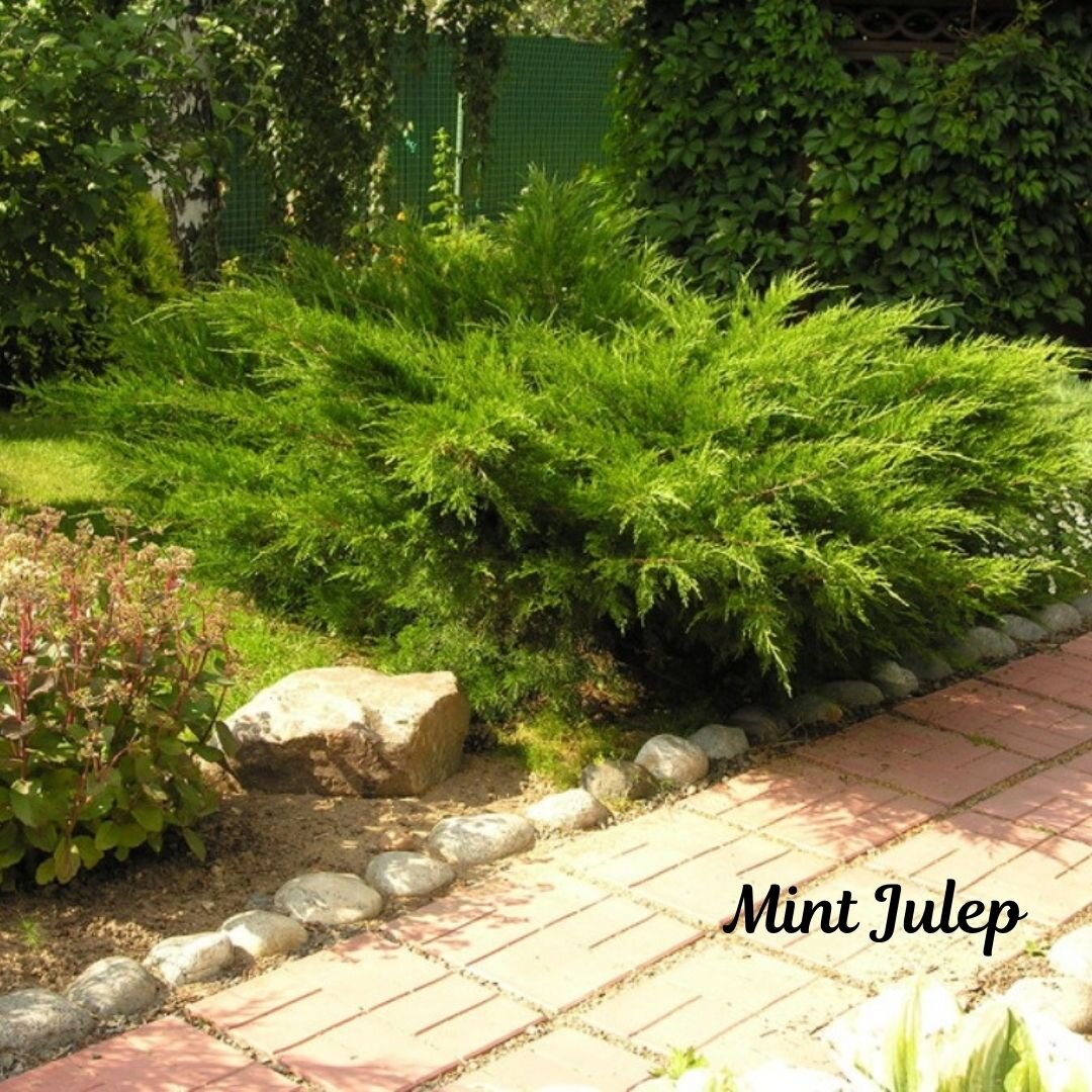 Можжевельник Пфитцериана Mint Julep