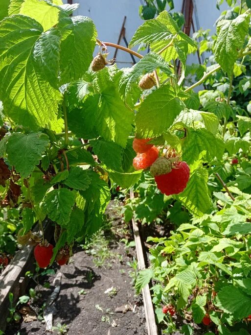 малина на кустах