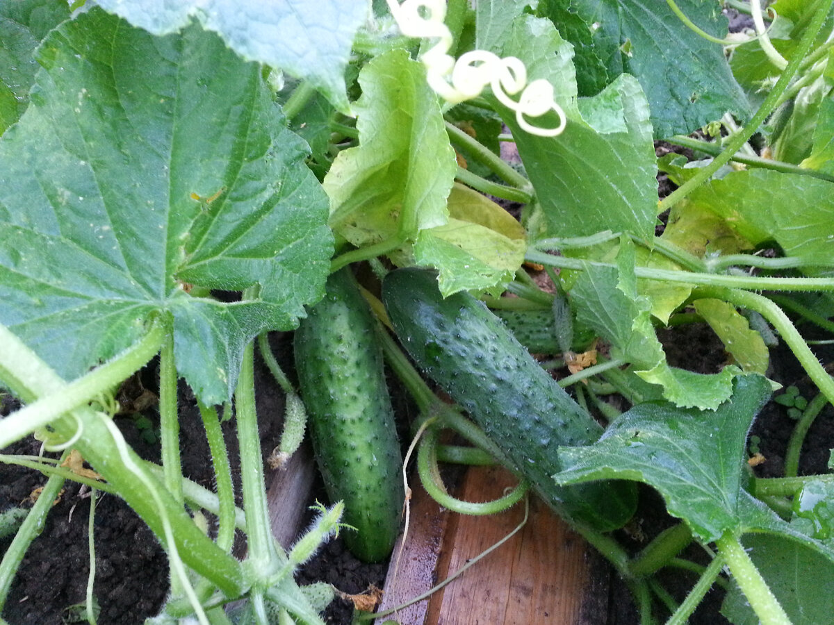 Авторское фото