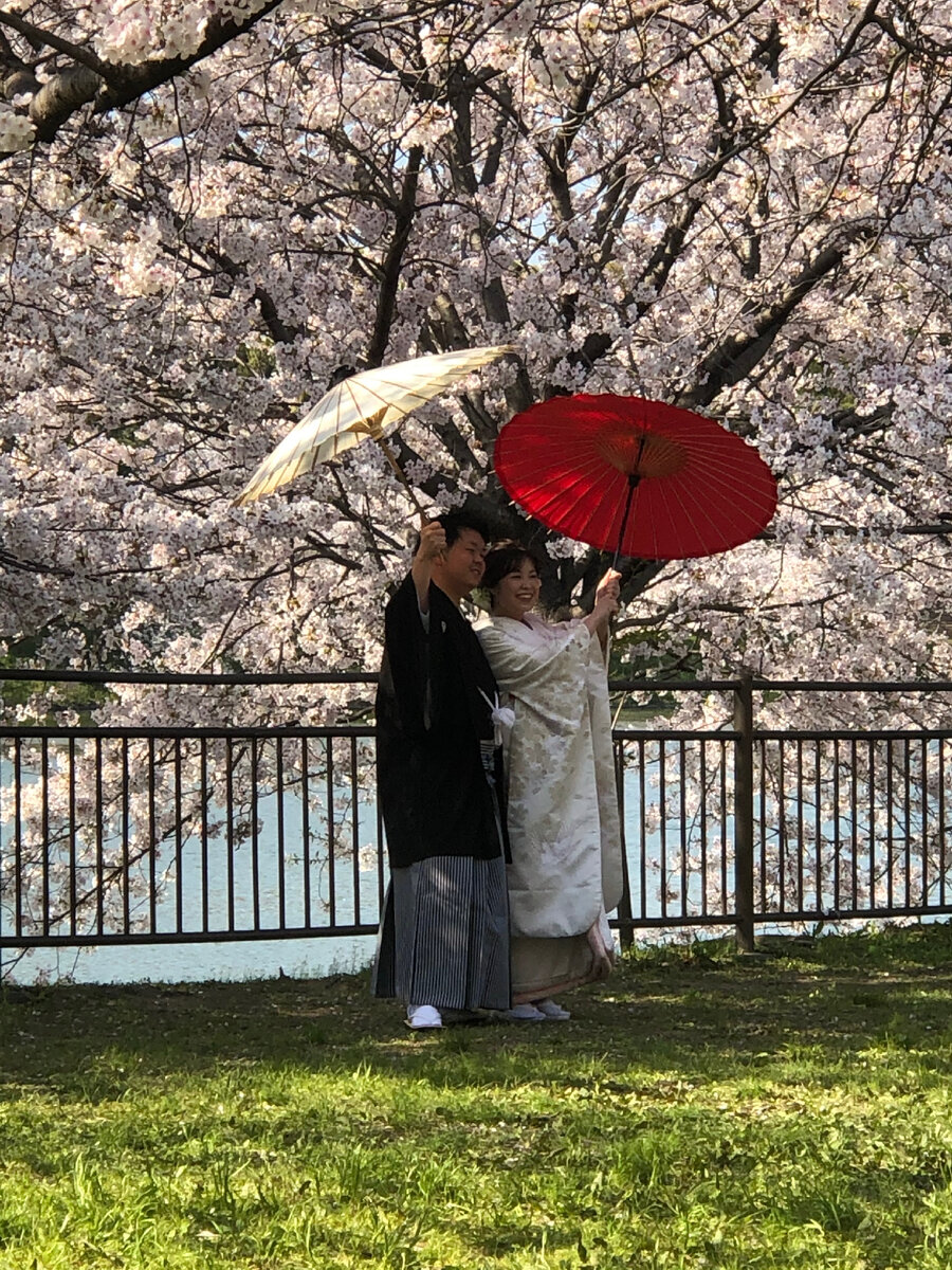 Японцы а парке