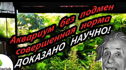 Аквариум без подмен воды научное обоснование содержания. Основы содержания растительного аквариума.