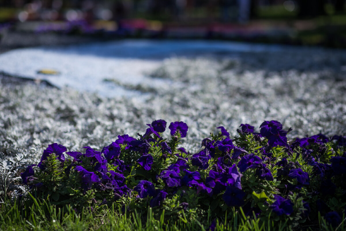 Александровский Сад, г. Санкт-Петербург. Петунии. Автор фото: Надежда Панова, http://nadia-photo.com