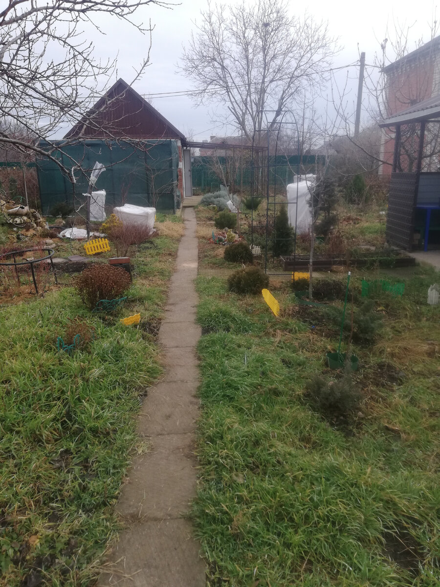 фото января 2022 г. Сорняки все живее всех живых