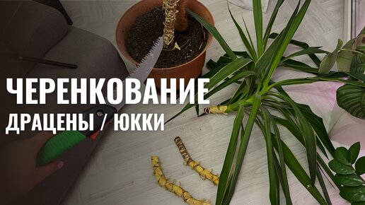 Черенкование драцены / юкки процесс и результат эксперимента через 2 недели