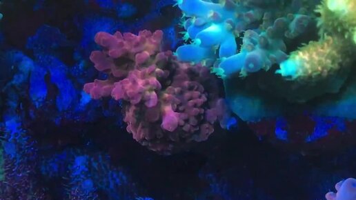 Коралл искусственный 1754W для аквариума