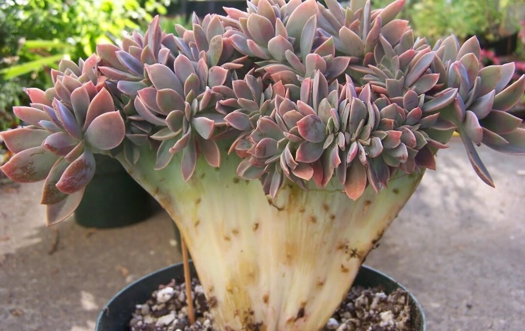 Фото из сети. Кристатная Эчеверия 