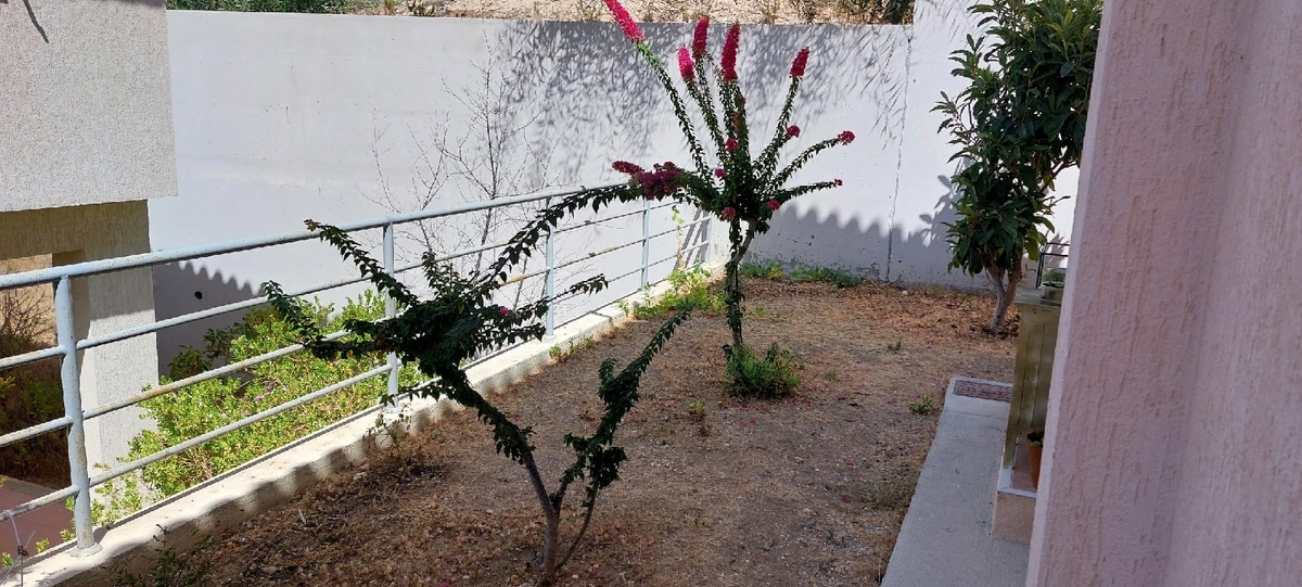 Два скромных кустика на заднем дворе