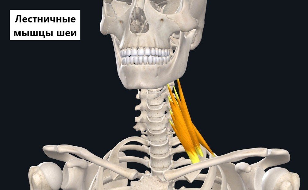 Лестничные мышцы шеи