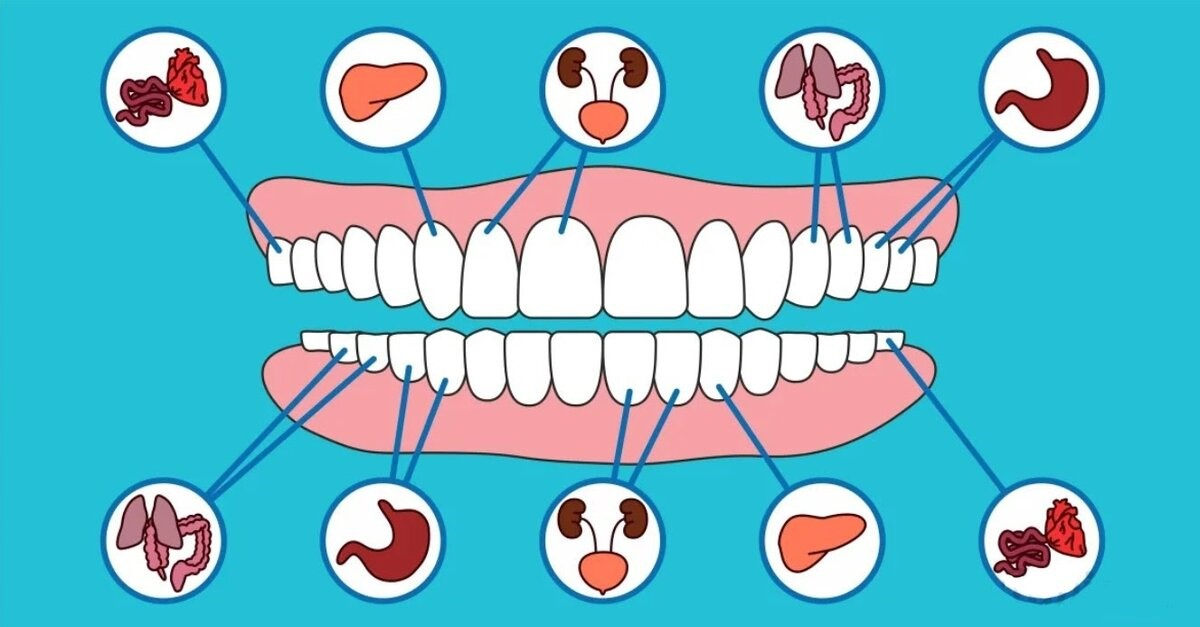 Зубы связанные с органами схема