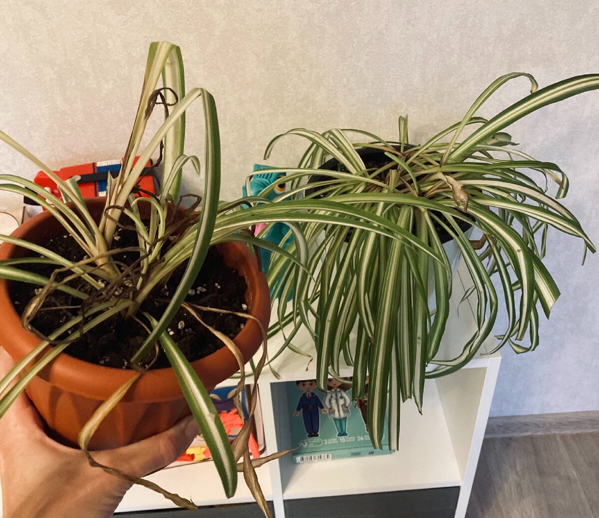 И взрослое растение и его детка чувствуют себя совсем не хорошо