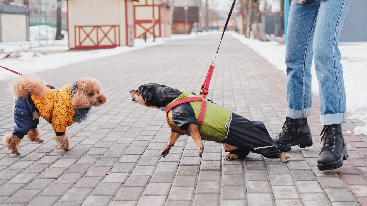 Недостаточно социализированная собака 