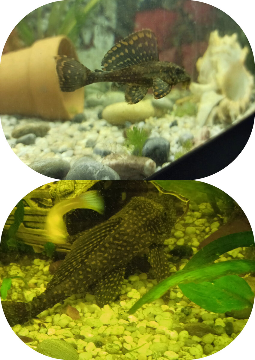 Я всё таки выманила Сомсомыча (было/стало) 