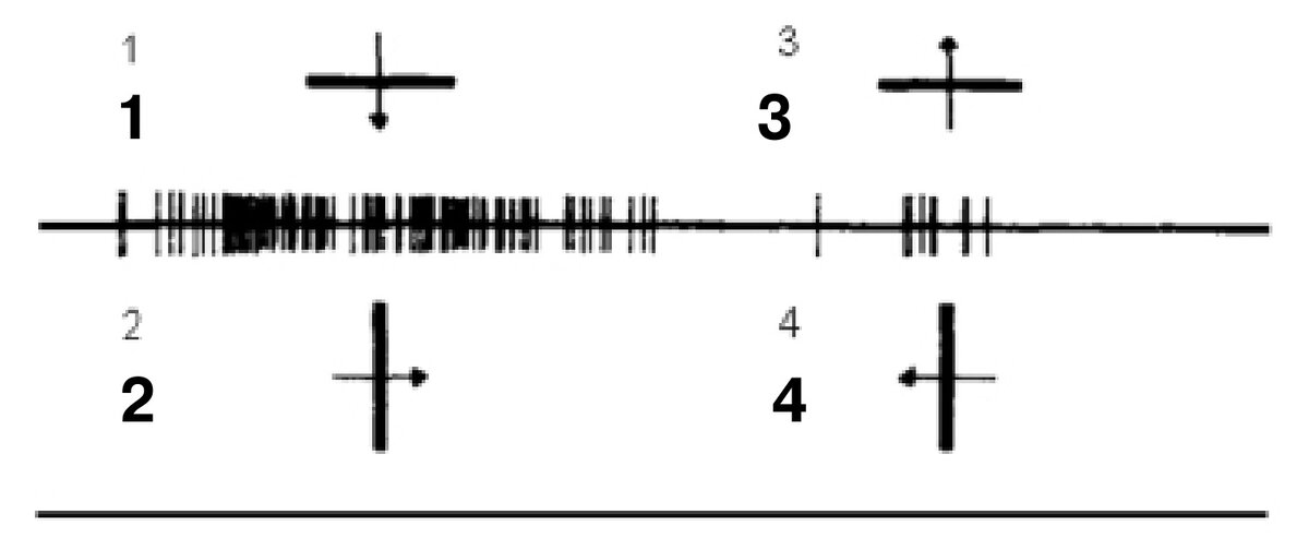 Реакции отдельного нейрона зрительной коры кошки на объект, движущийся в том или ином направлении. Вертикальными черточками на двух прямых отмечены импульсы, которые один и тот же нейрон выдает при смещение горизонтальной (1, 3) или вертикальной (2, 4) линии на экране в ту или иную сторону. Данная клетка активируется, когда «видит» горизонтальные, а не вертикальные линии, и особенно сильно реагирует на движение горизонтальной линии вниз. (Из нобелевской лекции Дэвида Хьюбела)