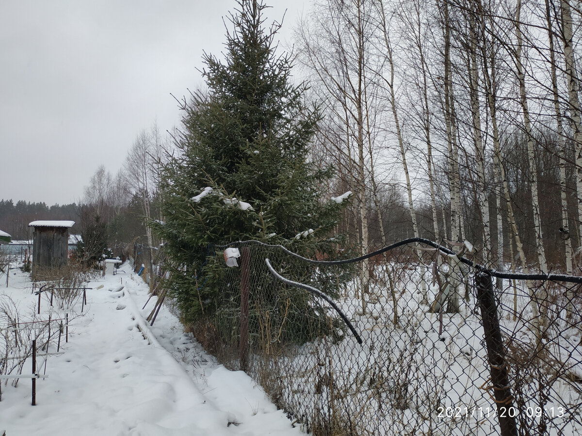 20 ноября 2021 год. Лежит снег, из зелени только ель. Как-то будет в этом году?