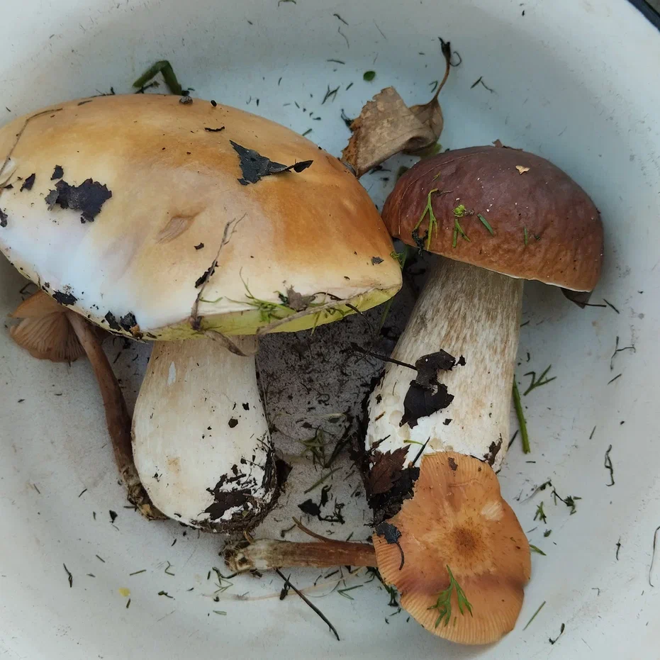 Первая пара, которую я нашла