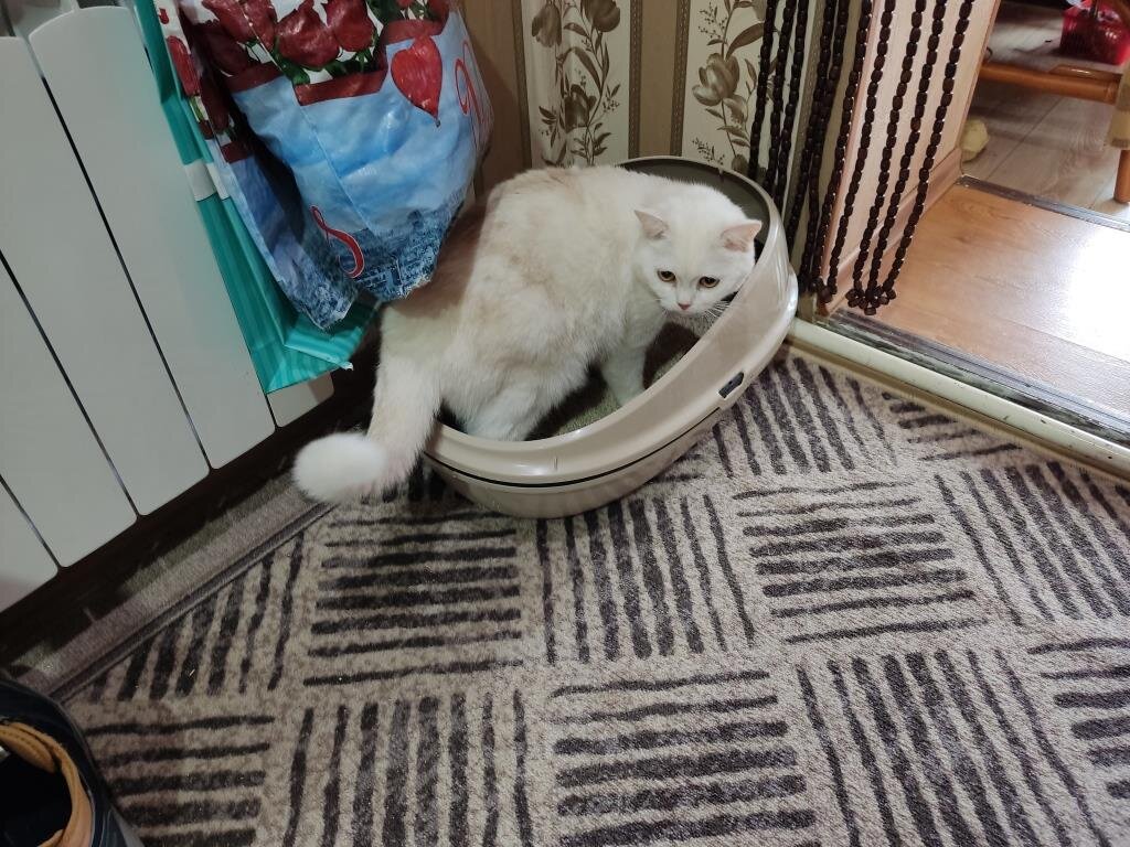 Этот белый кот приехал в гости к нашей Муське со своим лотком.