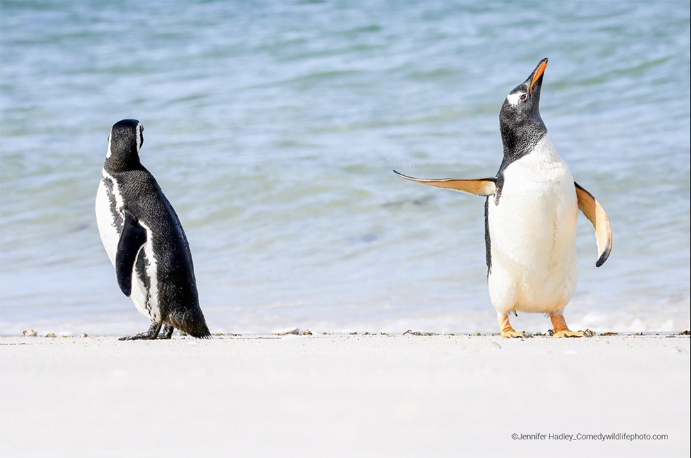    Фото: Comedy Wildlife Photography Awards