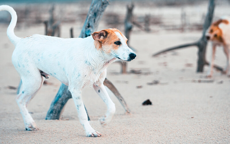 С помощью составного сигнала собака посылает другим животным мощное сообщение. Фото Maurylio Silva/Pexels