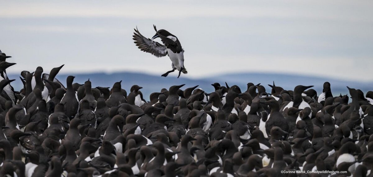 © Corinne Kozok.
Финалист Comedy Wildlife Photography Awards’2022