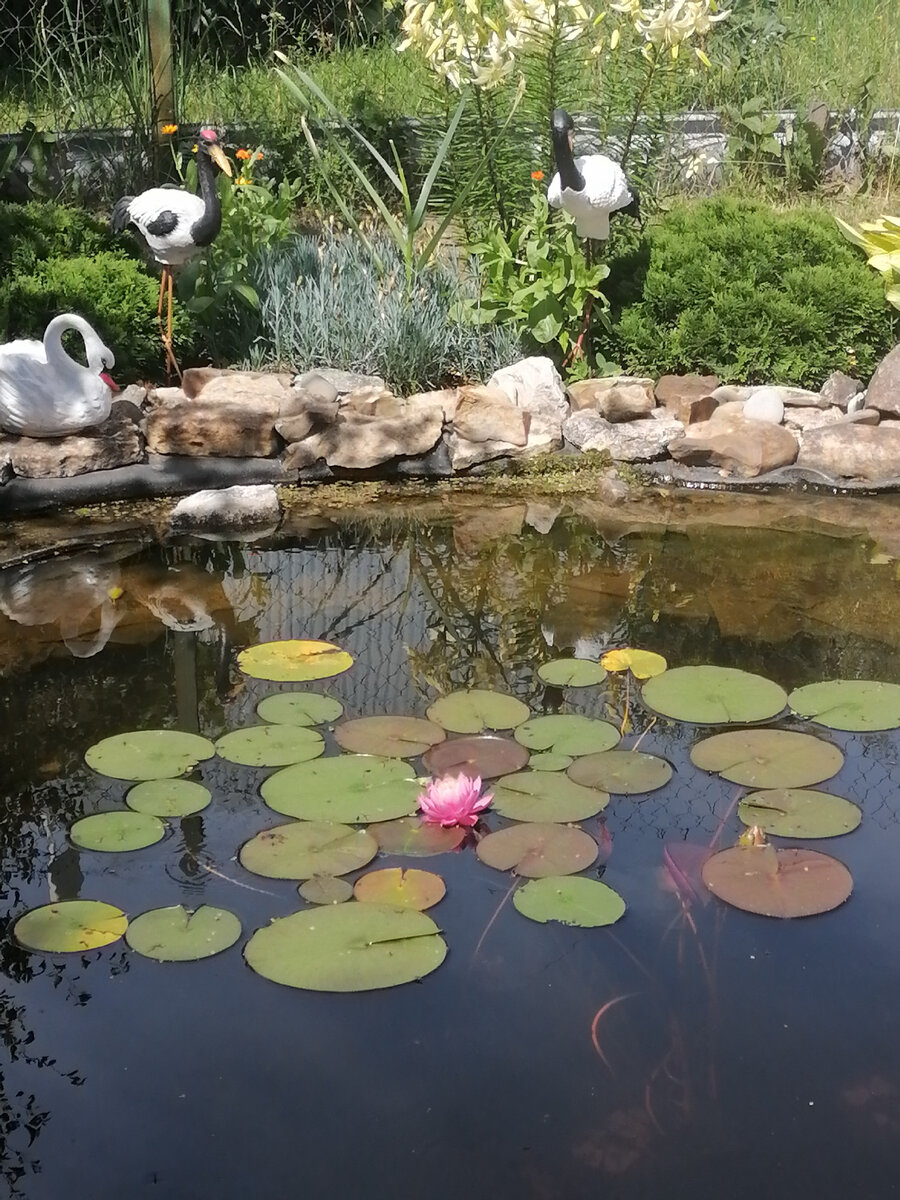 Удобрения для нимфей ввашем пруду