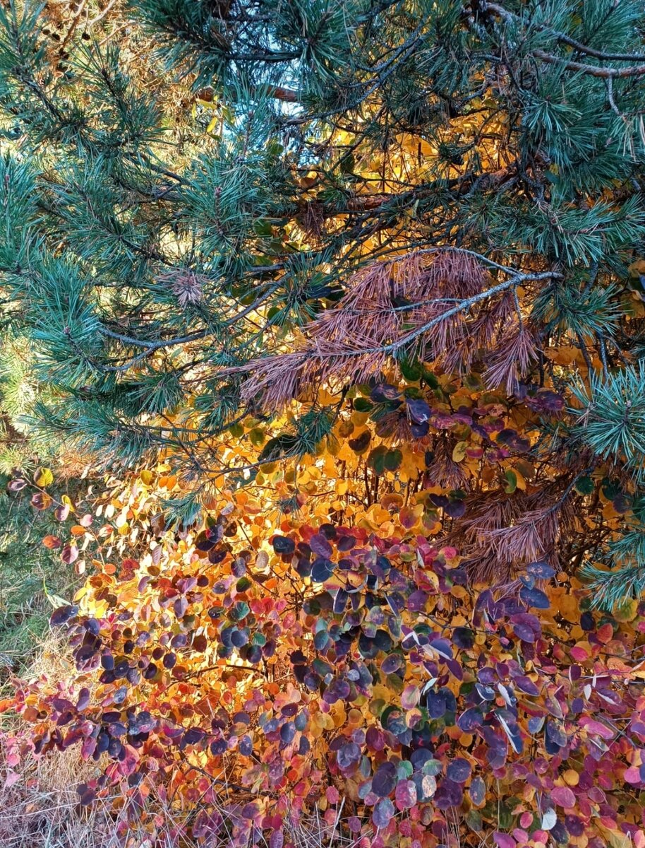осенний листопад