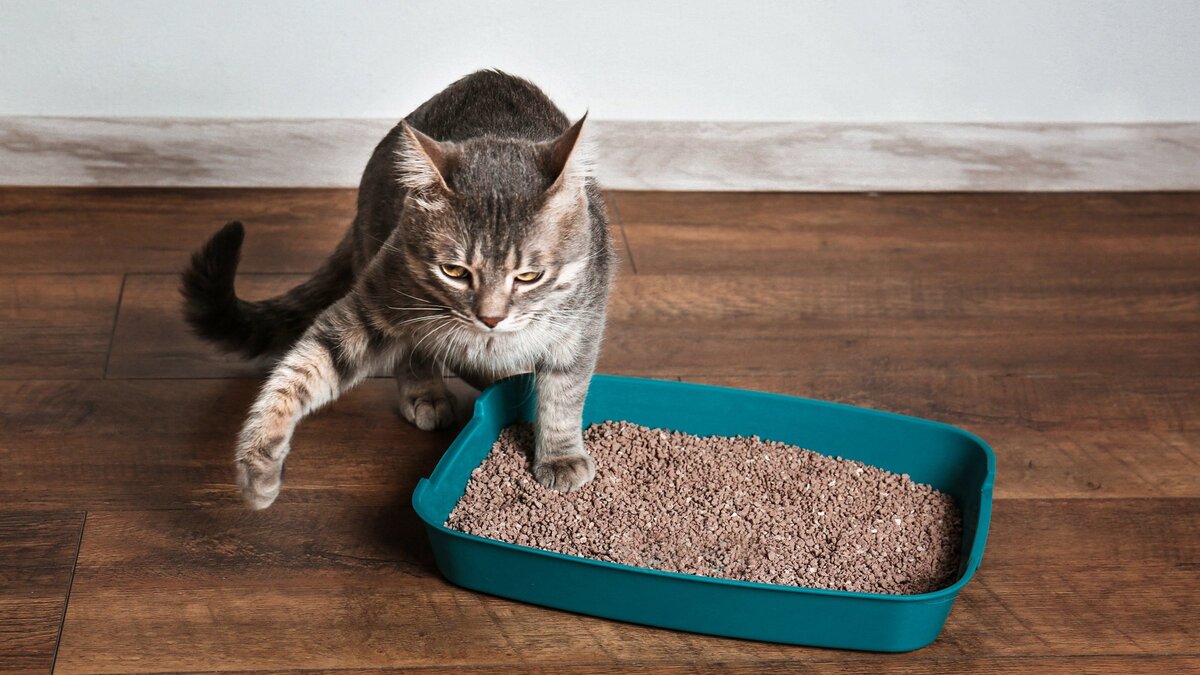 Фото: pets.mail.ru