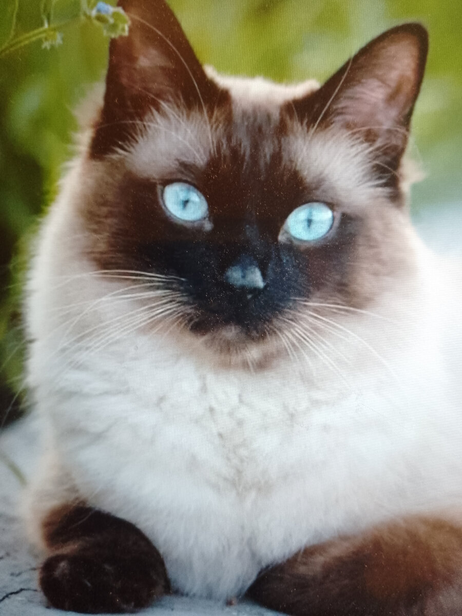 Сиамская кошка