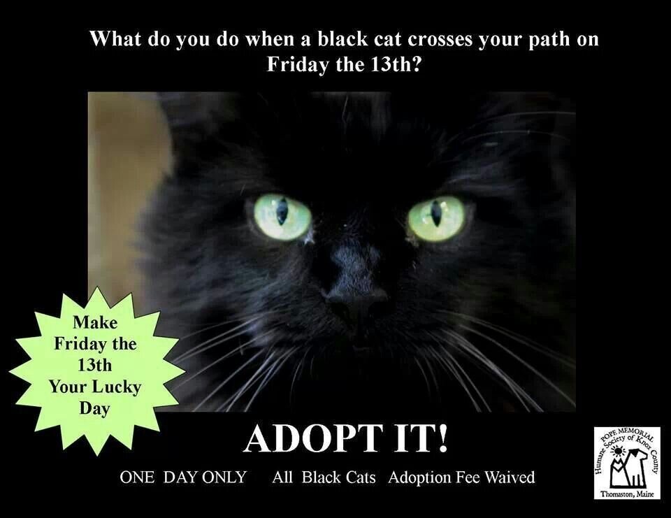 Описание черной кошки. Пятница 13 черный кот. Пятница 13 кошка. День черной кошки. Черная пятница кот.