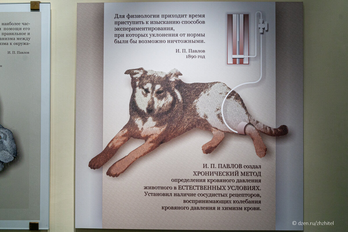 Тот самый Павлов. История и судьба первого нобелевского лауреата из России  | ЖЖитель: путешествия и авиация | Дзен