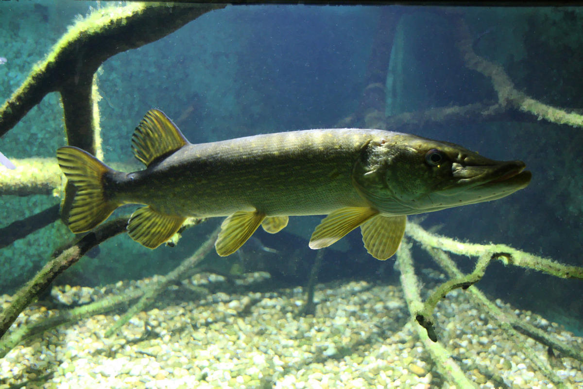 Река щука рыбалка. Щука Esox Lucius. Обыкновенная щука (Esox Lucius). Вид обыкновенная щука - Esox Lucius. Шортан.