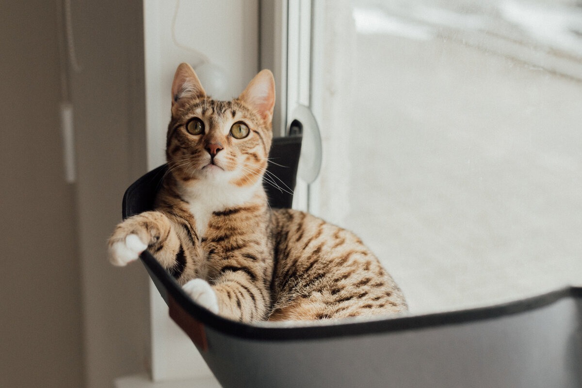 Домик для кота: зачем и как приучить? | Гульдог и Мурчалкин - заботливые  сервисы для ваших любимцев. | Дзен
