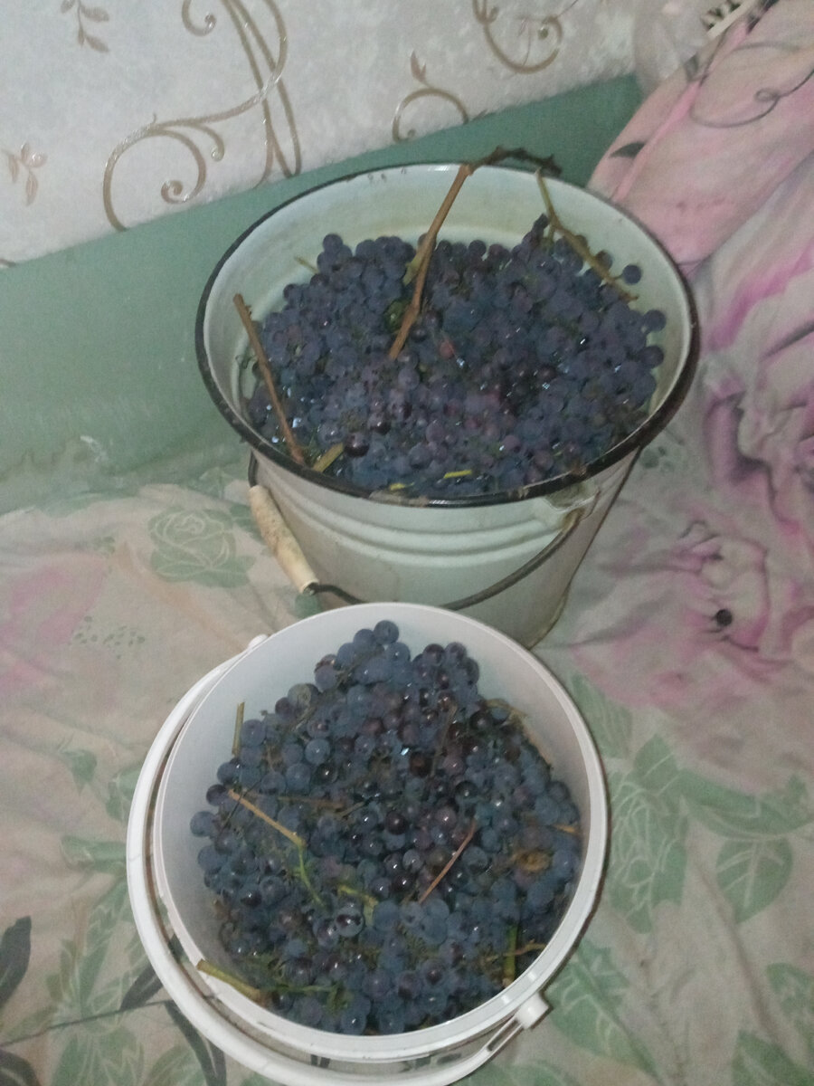 Виноград сорта Изабелла 